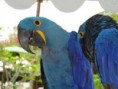 /album/arara/arara-5-jpg/